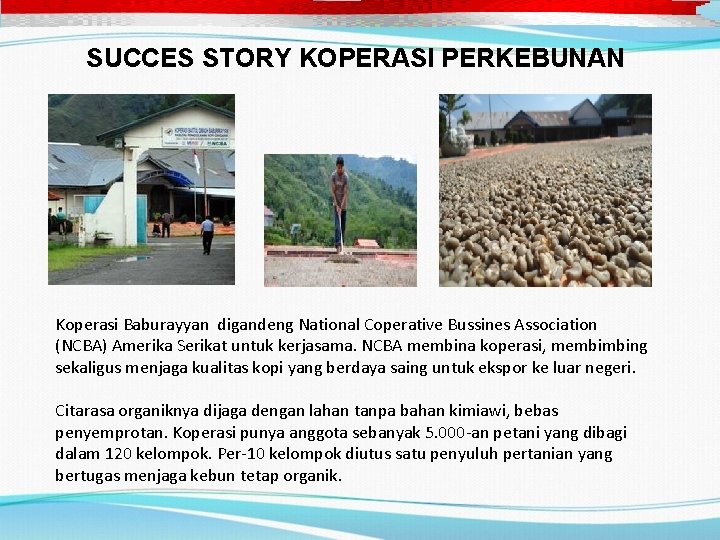 SUCCES STORY KOPERASI PERKEBUNAN Koperasi Baburayyan digandeng National Coperative Bussines Association (NCBA) Amerika Serikat