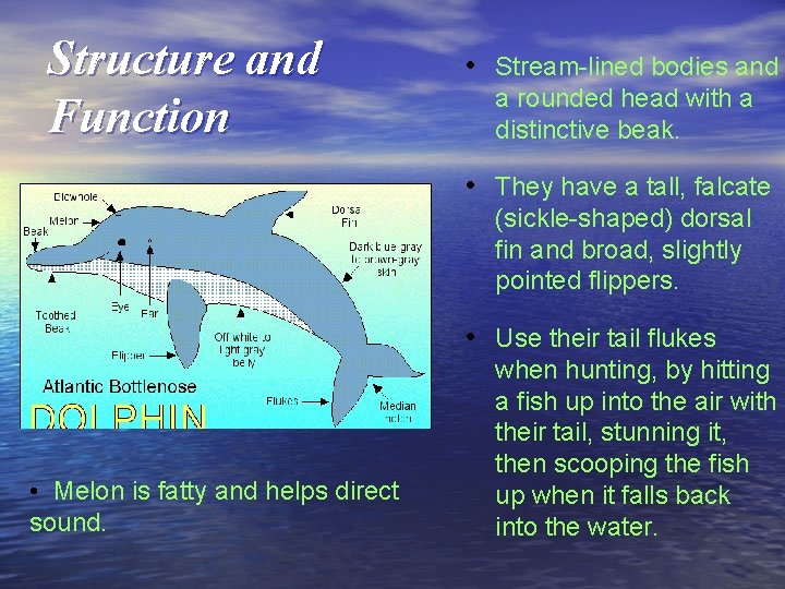 Structure and Function • Stream-lined bodies and a rounded head with a distinctive beak.