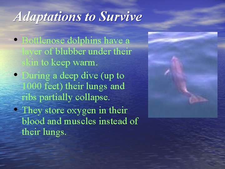 Adaptations to Survive • Bottlenose dolphins have a • • layer of blubber under
