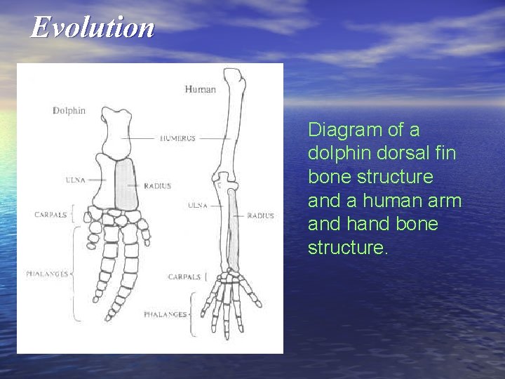 Evolution Diagram of a dolphin dorsal fin bone structure and a human arm and