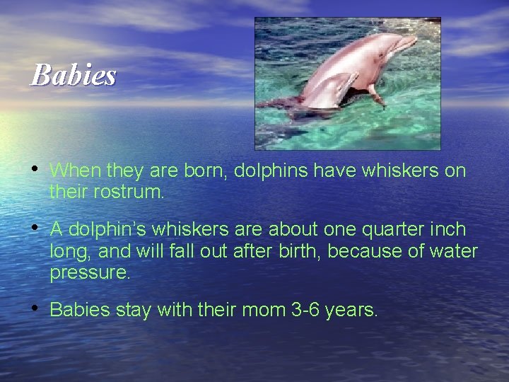 Babies • When they are born, dolphins have whiskers on their rostrum. • A