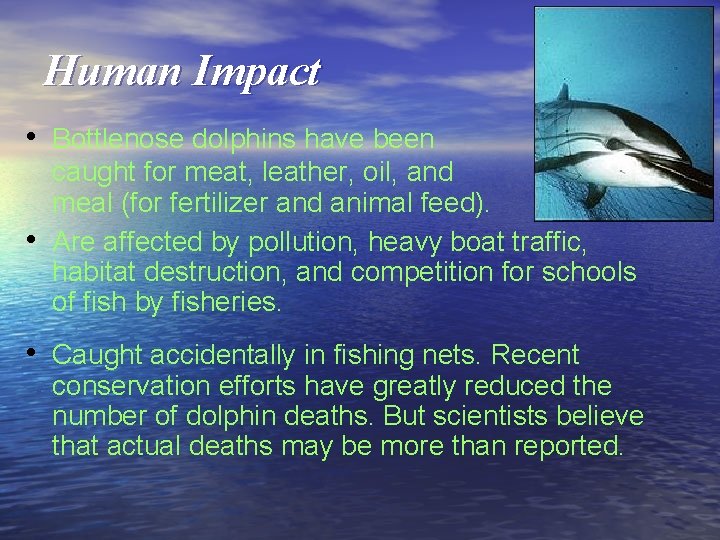 Human Impact • Bottlenose dolphins have been • caught for meat, leather, oil, and