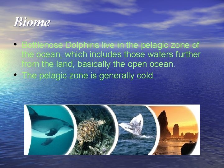 Biome • Bottlenose Dolphins live in the pelagic zone of • the ocean, which