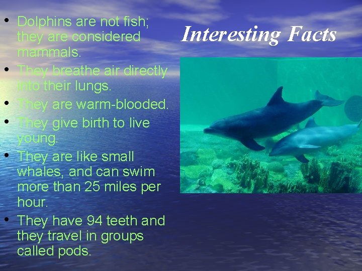  • Dolphins are not fish; • • • they are considered mammals. They