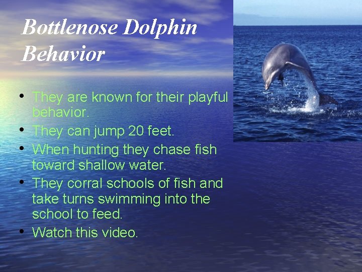 Bottlenose Dolphin Behavior • They are known for their playful • • behavior. They