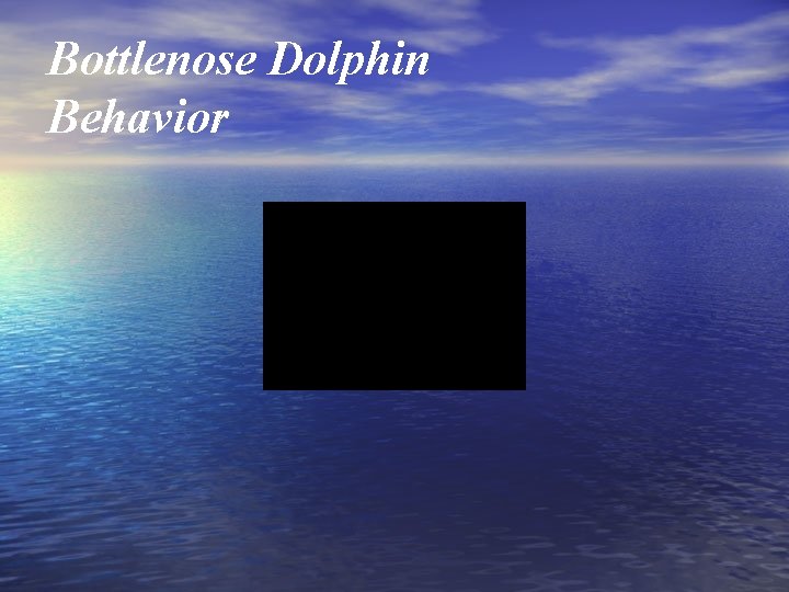 Bottlenose Dolphin Behavior 