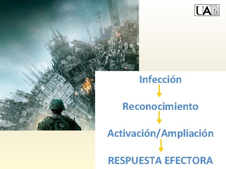 Infección Reconocimiento Activación/Ampliación RESPUESTA EFECTORA 