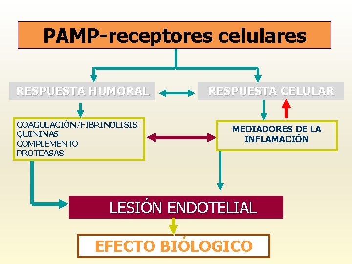 PAMP-receptores celulares RESPUESTA HUMORAL COAGULACIÓN/FIBRINOLISIS QUININAS COMPLEMENTO PROTEASAS RESPUESTA CELULAR MEDIADORES DE LA INFLAMACIÓN