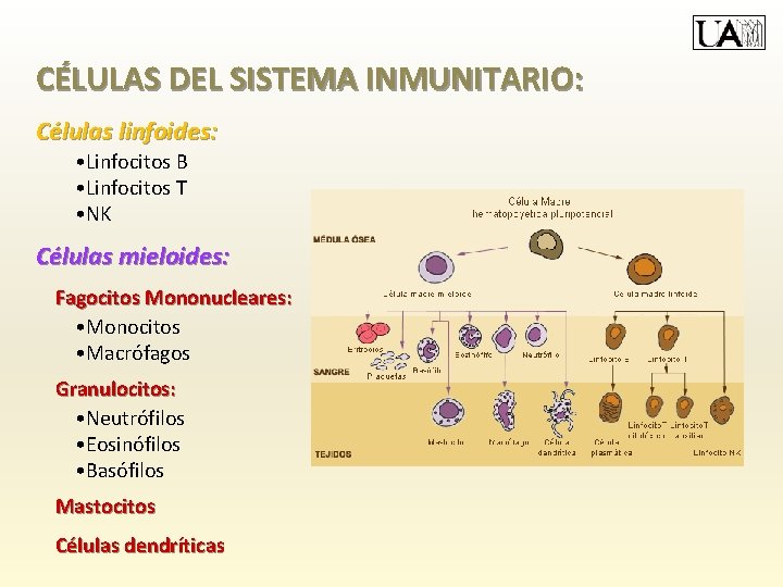 CÉLULAS DEL SISTEMA INMUNITARIO: Células linfoides: • Linfocitos B • Linfocitos T • NK