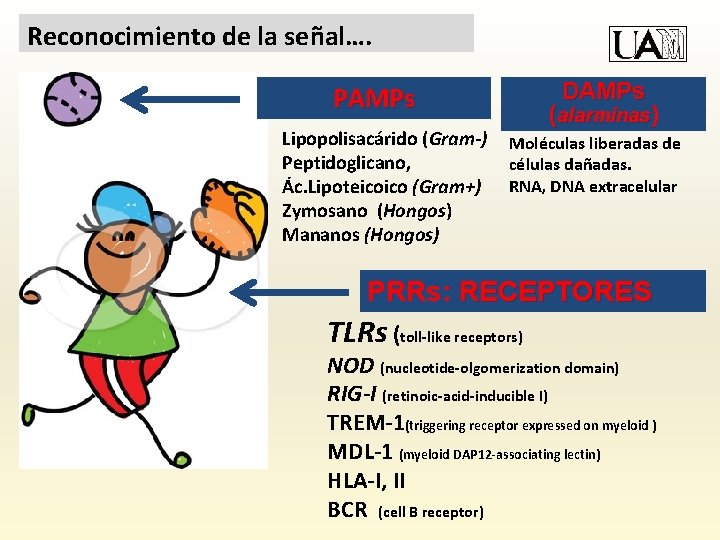 Reconocimiento de la señal…. DAMPs PAMPs Lipopolisacárido (Gram-) Peptidoglicano, Ác. Lipoteicoico (Gram+) Zymosano (Hongos)