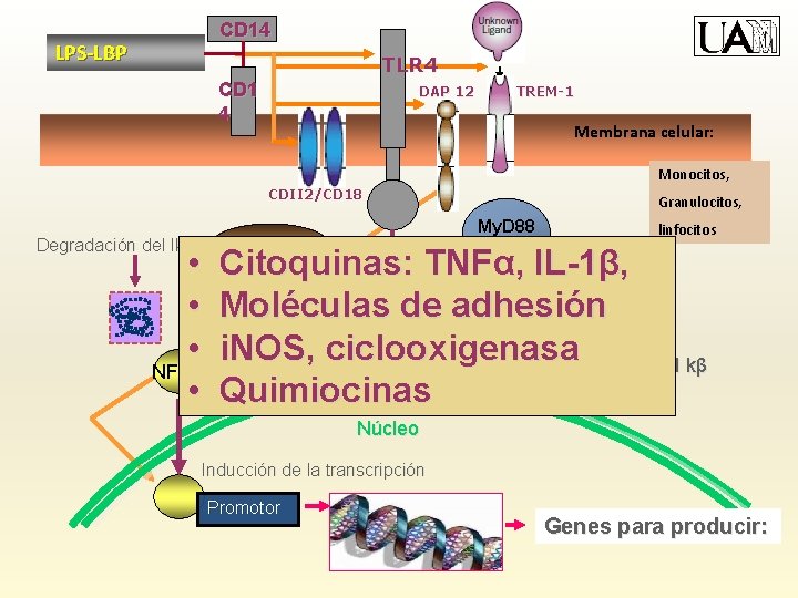 CD 14 LPS-LBP TLR 4 CD 1 4 DAP 12 TREM-1 Membrana celular: Monocitos,