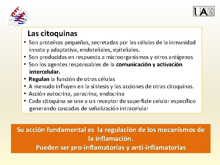 Las citoquinas • Son proteínas pequeñas, secretadas por las células de la inmunidad innata