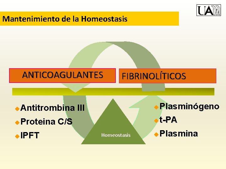 Mantenimiento de la Homeostasis ANTICOAGULANTES FIBRINOLÍTICOS u Antitrombina III u Plasminógeno u Proteina C/S