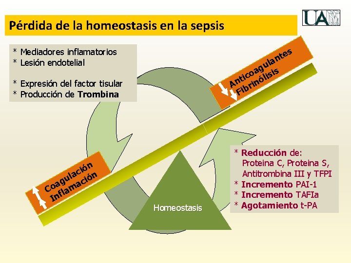 Pérdida de la homeostasis en la sepsis es * Mediadores inflamatorios * Lesión endotelial