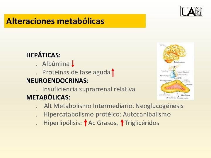 Alteraciones metabólicas HEPÁTICAS: . Albúmina. Proteinas de fase aguda NEUROENDOCRINAS: . Insuficiencia suprarrenal relativa