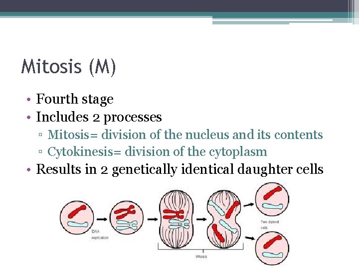 Mitosis (M) • Fourth stage • Includes 2 processes ▫ Mitosis= division of the