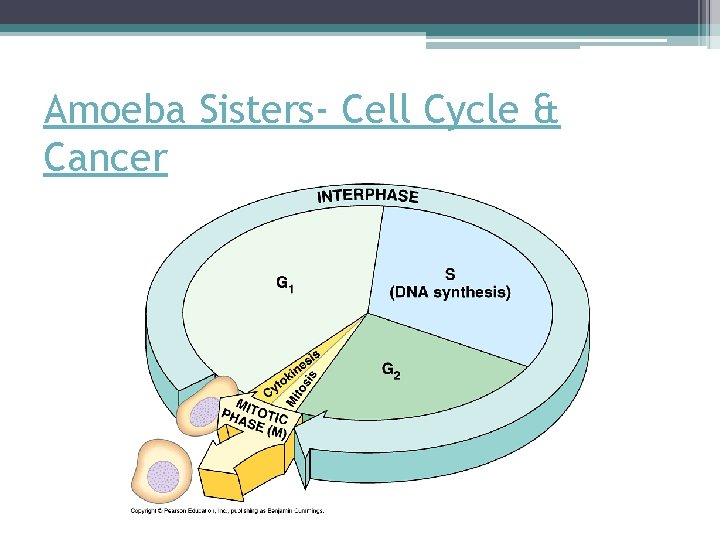 Amoeba Sisters- Cell Cycle & Cancer 