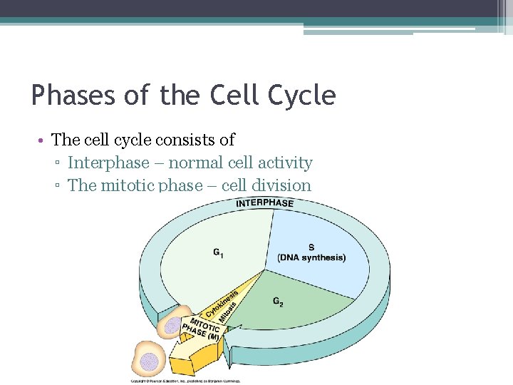 Phases of the Cell Cycle • The cell cycle consists of ▫ Interphase –