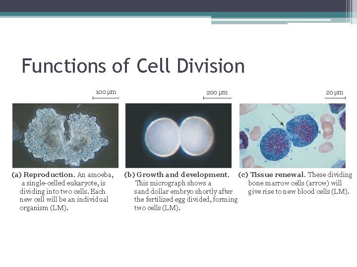 Functions of Cell Division 100 µm (a) Reproduction. An amoeba, a single-celled eukaryote, is