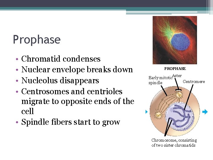 Prophase • • Chromatid condenses Nuclear envelope breaks down Nucleolus disappears Centrosomes and centrioles