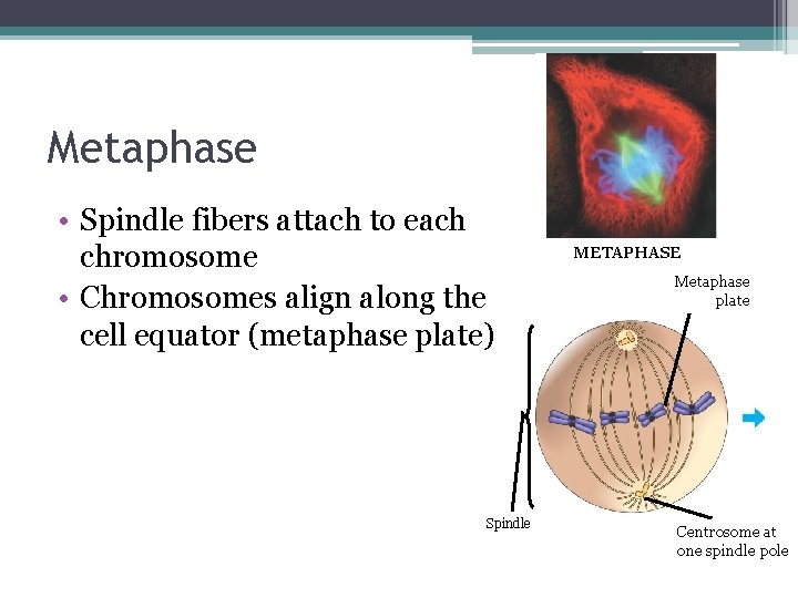 Metaphase • Spindle fibers attach to each chromosome • Chromosomes align along the cell