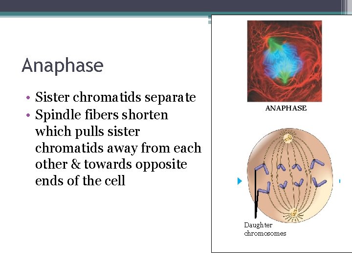 Anaphase • Sister chromatids separate • Spindle fibers shorten which pulls sister chromatids away