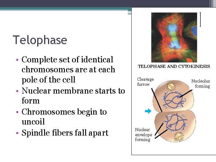 Telophase • Complete set of identical chromosomes are at each pole of the cell