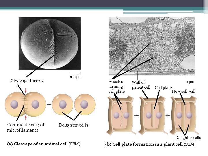 Cleavage furrow Contractile ring of microfilaments 100 µm Vesicles forming cell plate Wall of