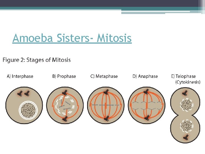 Amoeba Sisters- Mitosis 