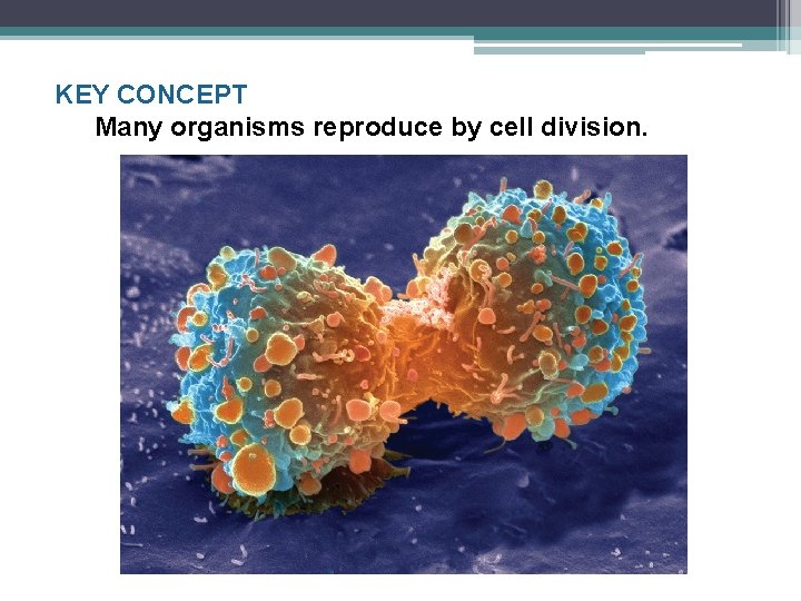 KEY CONCEPT Many organisms reproduce by cell division. 