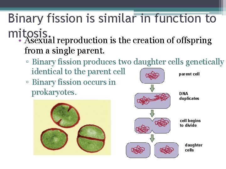 Binary fission is similar in function to mitosis. • Asexual reproduction is the creation