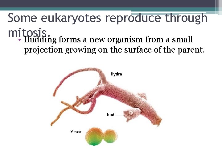 Some eukaryotes reproduce through mitosis. • Budding forms a new organism from a small