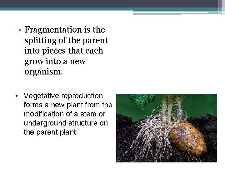  • Fragmentation is the splitting of the parent into pieces that each grow