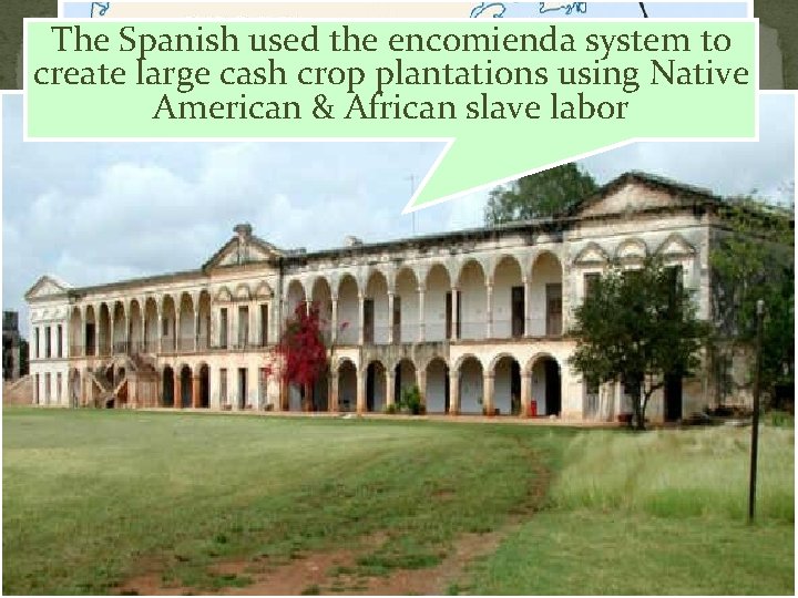 The Spanish used the encomienda system to create large cash crop plantations using Native