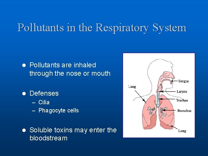 Pollutants in the Respiratory System l Pollutants are inhaled through the nose or mouth