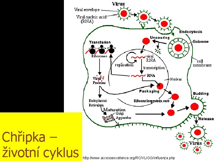 Chřipka – životní cyklus http: //www. accessexcellence. org/RC/VL/GG/influenza. php 