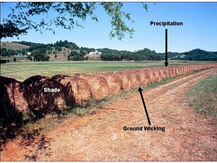 Precipitation Hay bales should be covered to reduce the nutrients leaching back into the