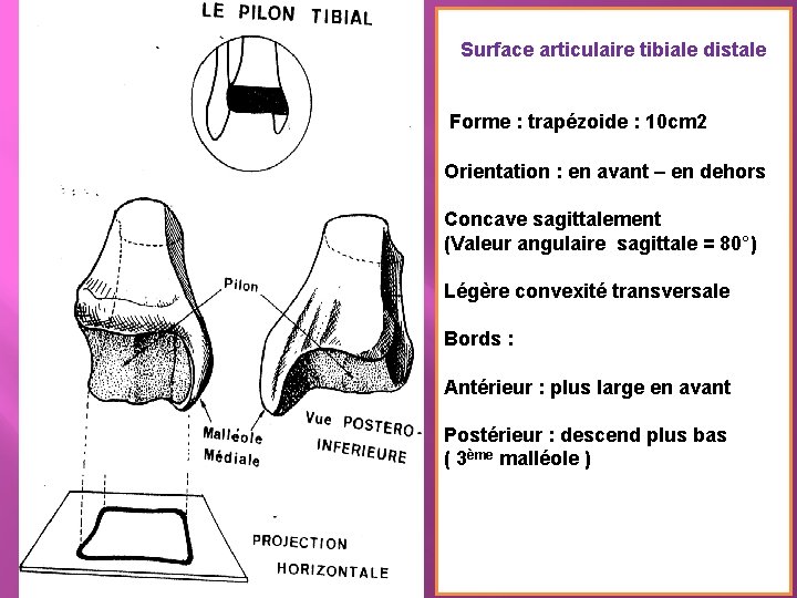 Surface articulaire tibiale distale Forme : trapézoide : 10 cm 2 Orientation : en