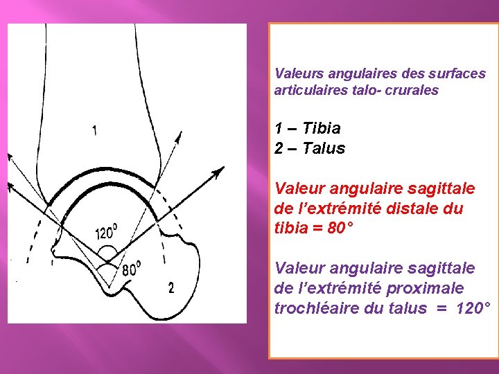 Valeurs angulaires des surfaces articulaires talo- crurales 1 – Tibia 2 – Talus Valeur