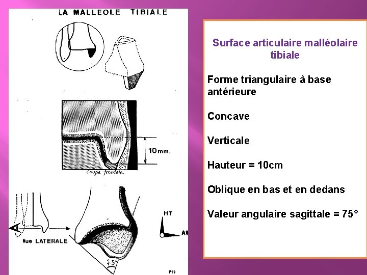 Surface articulaire malléolaire tibiale Forme triangulaire à base antérieure Concave Verticale Hauteur = 10