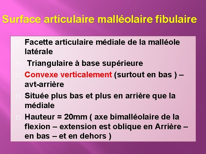 Surface articulaire malléolaire fibulaire � � � Facette articulaire médiale de la malléole latérale