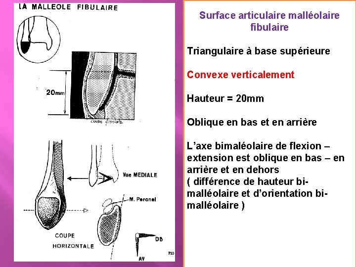 Surface articulaire malléolaire fibulaire Triangulaire à base supérieure Convexe verticalement Hauteur = 20 mm