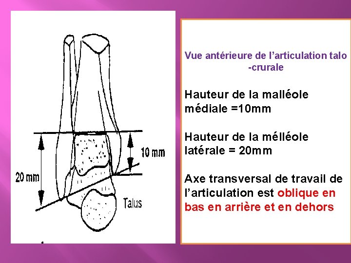 Vue antérieure de l’articulation talo -crurale Hauteur de la malléole médiale =10 mm Hauteur