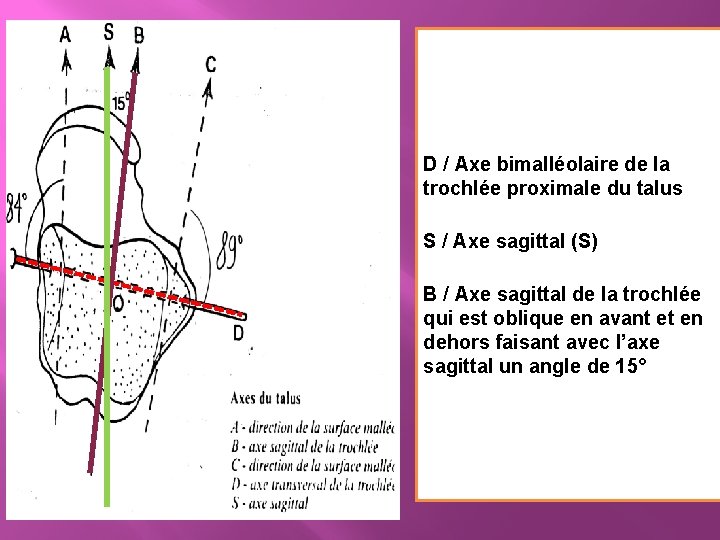 D / Axe bimalléolaire de la trochlée proximale du talus S / Axe sagittal