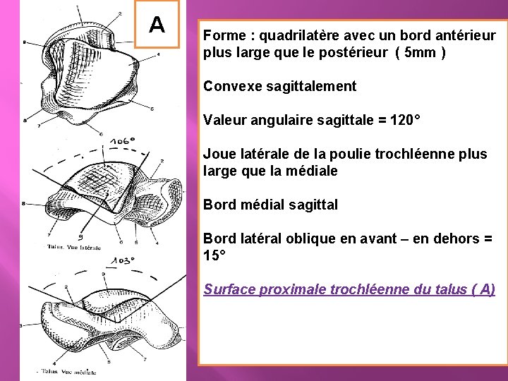 A Forme : quadrilatère avec un bord antérieur plus large que le postérieur (