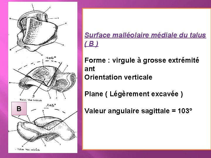 Surface malléolaire médiale du talus (B) Forme : virgule à grosse extrémité ant Orientation