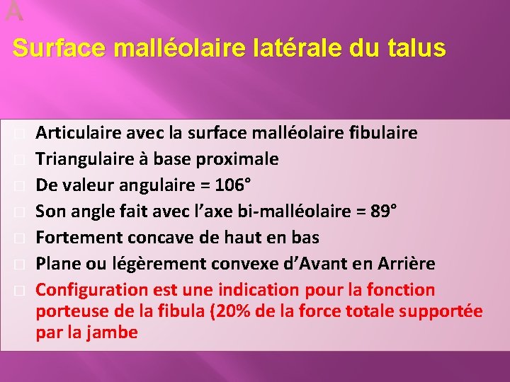  Surface malléolaire latérale du talus � � � � Articulaire avec la surface