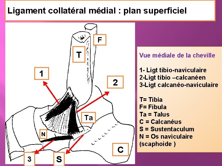 Ligament collatéral médial : plan superficiel F T 1 2 Ta N 3 S