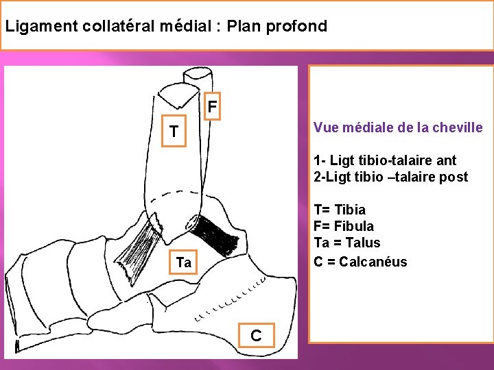 Ligament collatéral médial : Plan profond F Vue médiale de la cheville 1 -