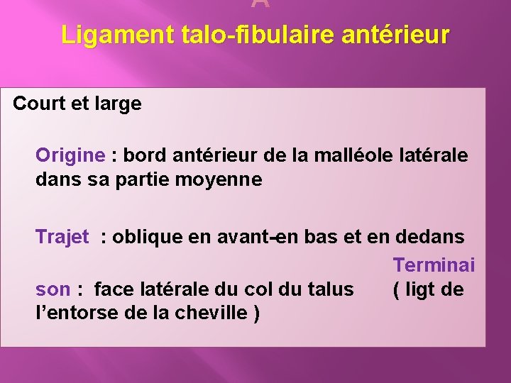  Ligament talo-fibulaire antérieur Court et large Origine : bord antérieur de la malléole